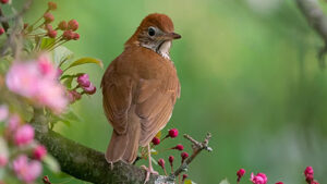 Bird On Branch
