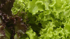 Lettuce